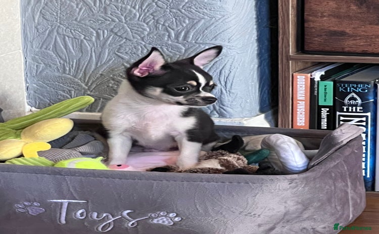 Chihuahua dogs - Advert 16