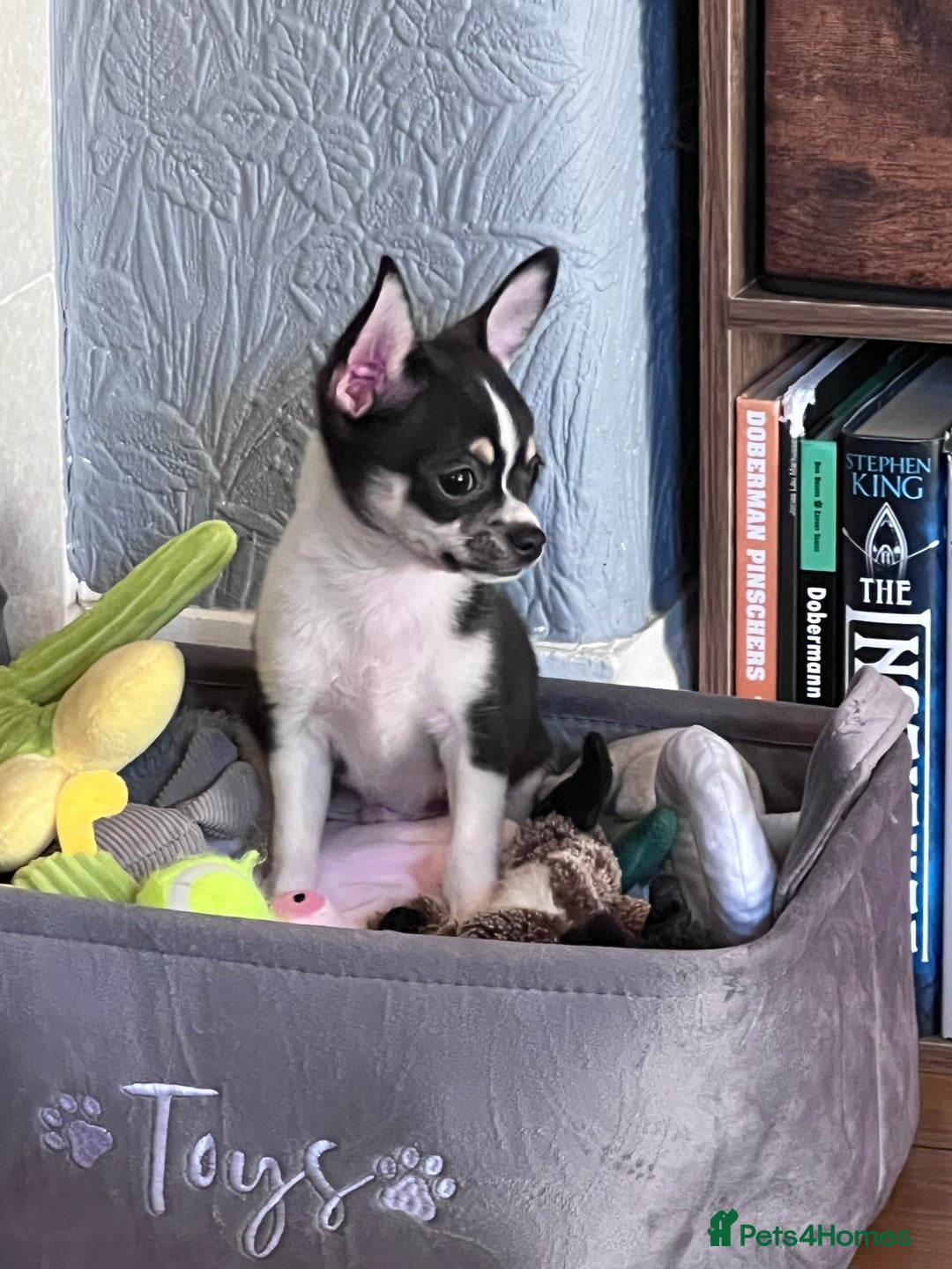 Chihuahua dogs for sale: Tiny boy RESERVED NOW  - Image 1