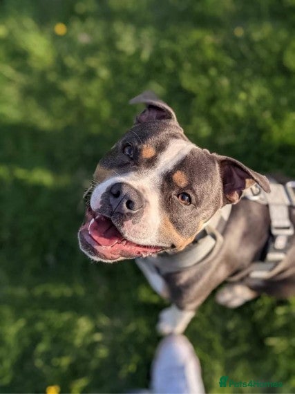 Staffordshire Bull Terrier dogs Tri Blue, PROVEN an the most beautiful temperament in Loughborough - Advert 3