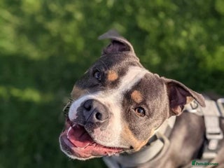 Staffordshire Bull Terrier dogs Tri Blue, PROVEN an the most beautiful temperament in Loughborough - Advert 3