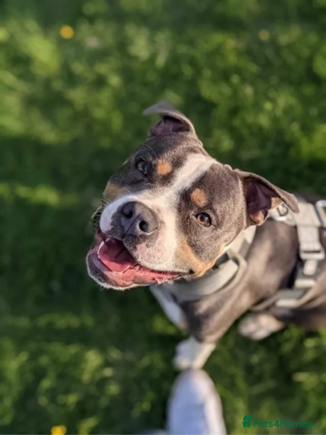 Staffordshire Bull Terrier dogs for stud: Tri Blue, PROVEN an the most beautiful temperament in Loughborough - Advert 1