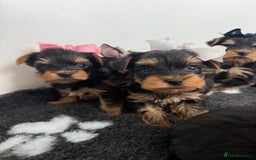 Yorkshire Terrier dogs for sale: Yorkshire Terrier Puppy 5 - 6 beautiful Yorkshire terriers  - Image 29
