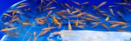 Koi Carp fish for sale: Mixed Koi Carp Fry (1 to 1.5 inch) pond baby fish - Advert 3