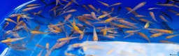 Koi Carp fish for sale: Mixed Koi Carp Fry (1 to 1.5 inch) pond baby fish - Advert 3