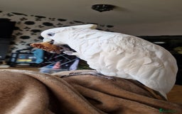 Cockatoo birds for sale: Cockatoo - Image 16