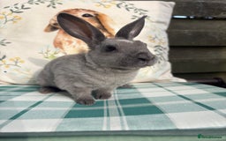 Rex rabbits for sale: Gorgeous mini Rex rabbits  - Image 9