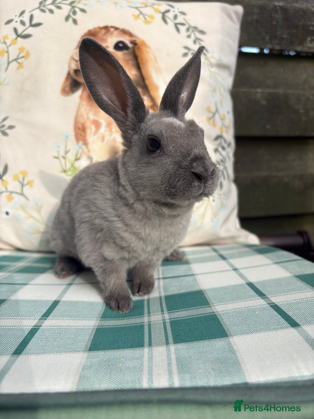 Rex rabbits for sale: Gorgeous mini Rex rabbits  - Image 9