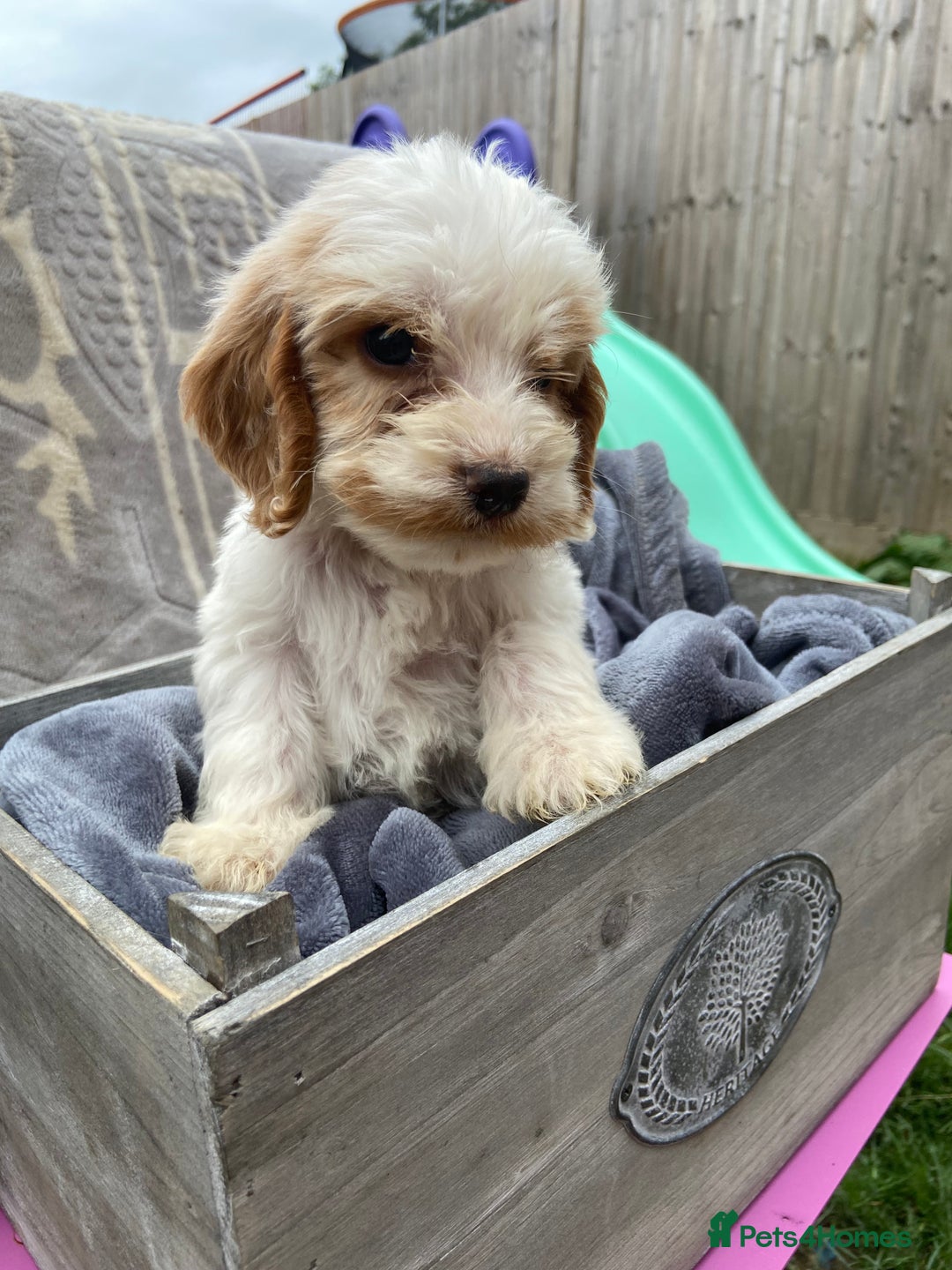 Cockapoo dogs for sale: Cockapoo puppies  - Image 13