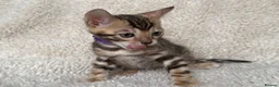 Bengal cats for sale: Bengal Kittens Looking for Loving Homes 🐾  - Advert 6