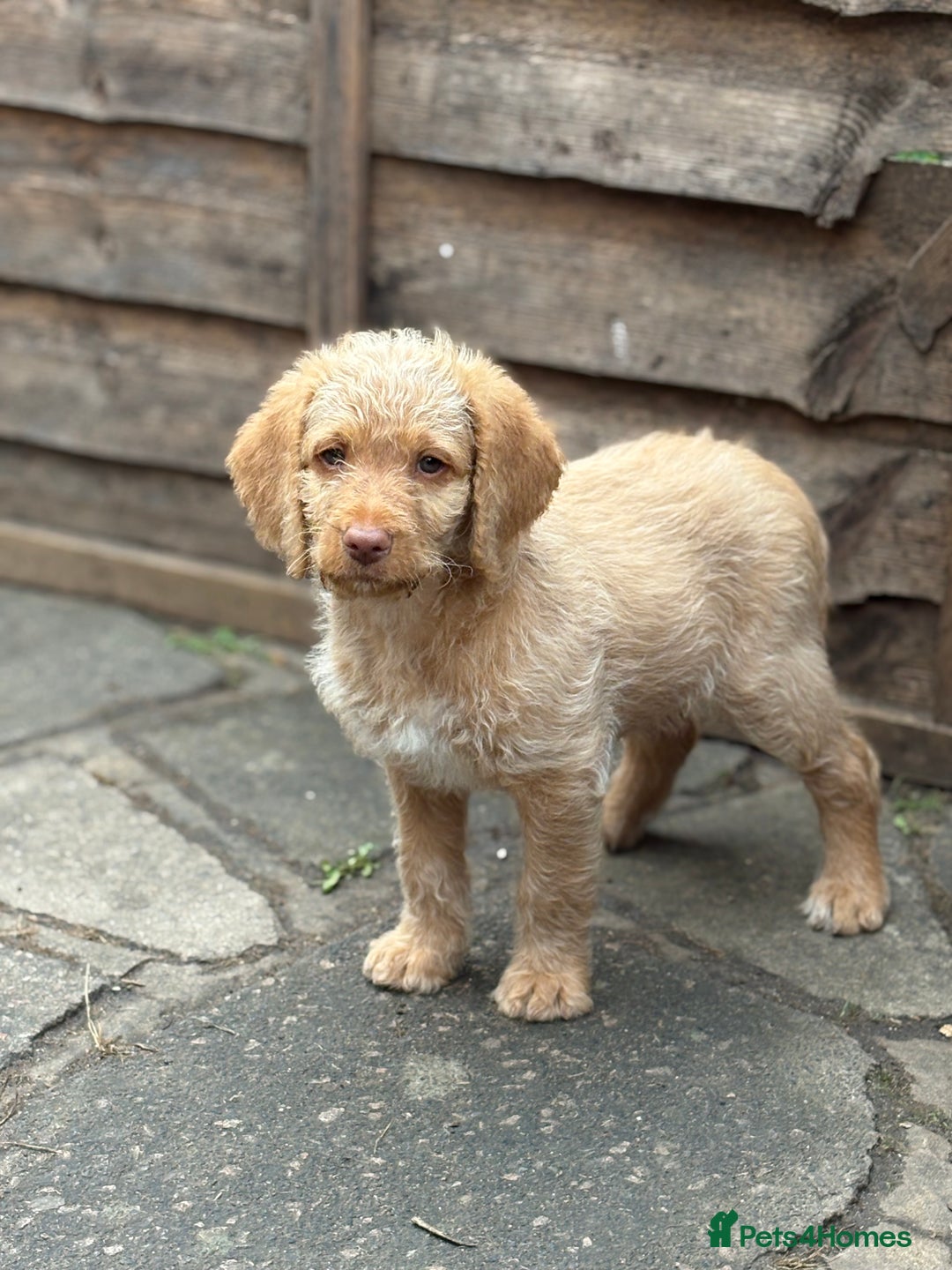 Labradoodle dogs for sale: F1B Labradoodles: available from Aug 2nd. in Uxbridge - Image 24