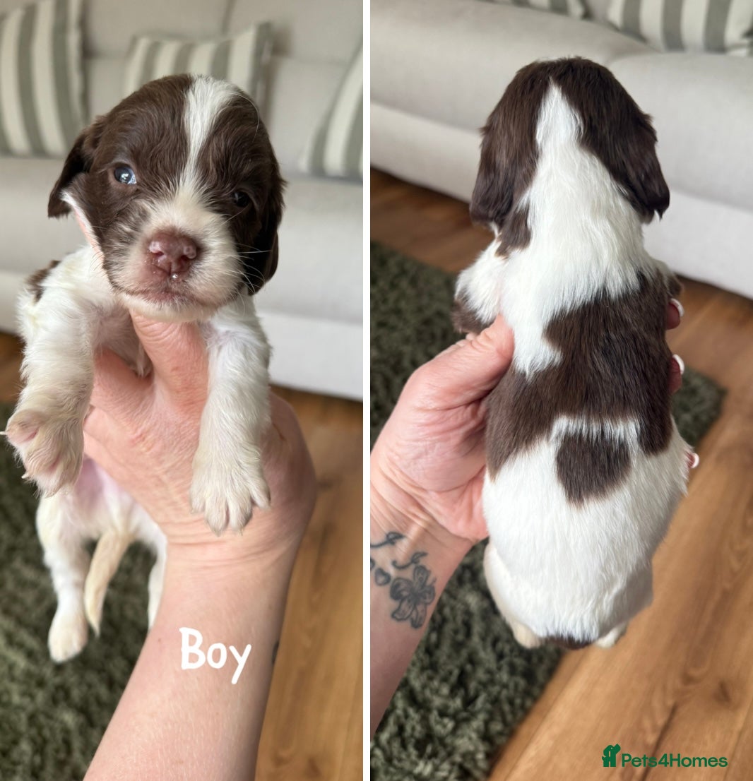 English Springer Spaniel dogs 🐶KC REG SPRINGER SPANIEL PUPPIES READY 3rd JULY🐶 - Advert 2