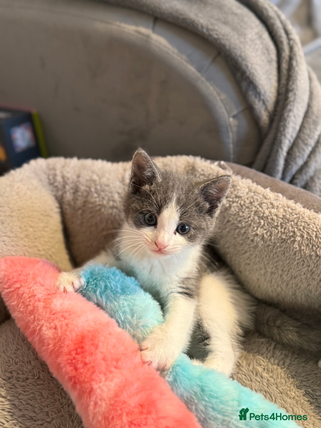 Mixed Breed cats for sale: Grey and white tabby  - Advert 6