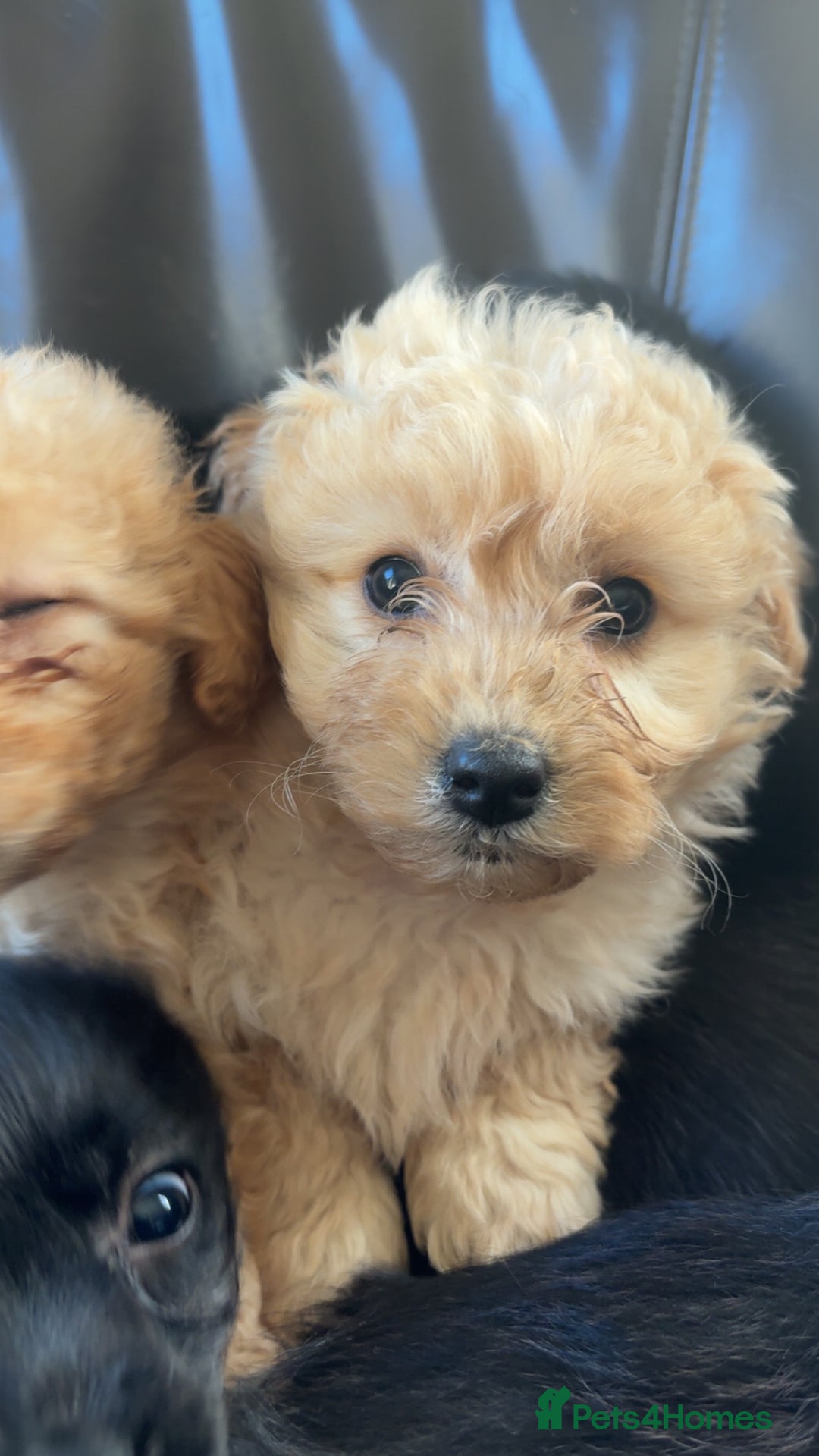 Mixed Breed dogs for sale: Cute Corgipoo s in need of home !! - Advert 6