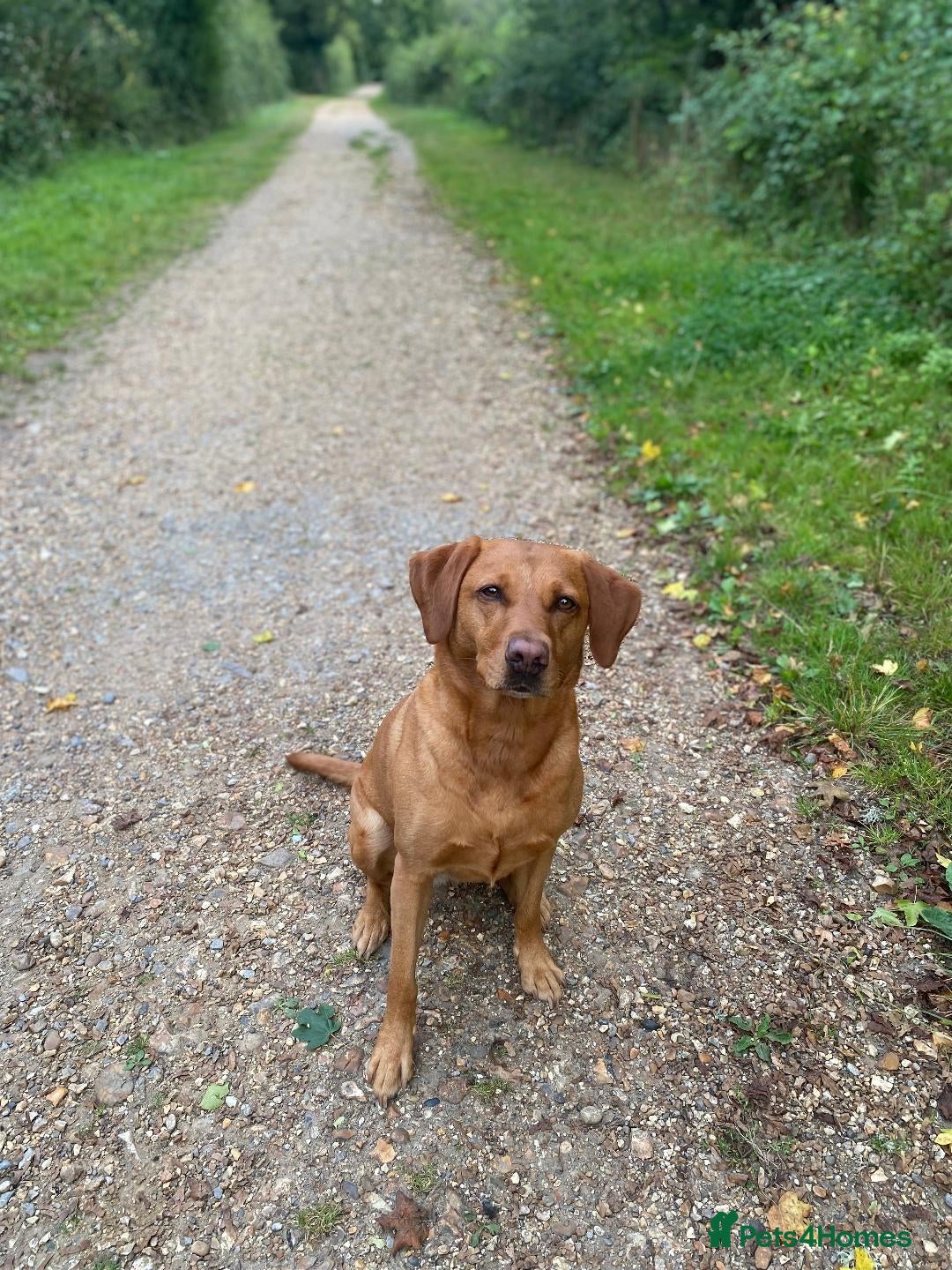 Labrador Retriever dogs 1 x Girl Fox Red Labrador Puppy - Advert 2