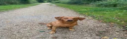 Labrador Retriever dogs for sale: 1 x Girl Fox Red Labrador Puppy - Advert 1