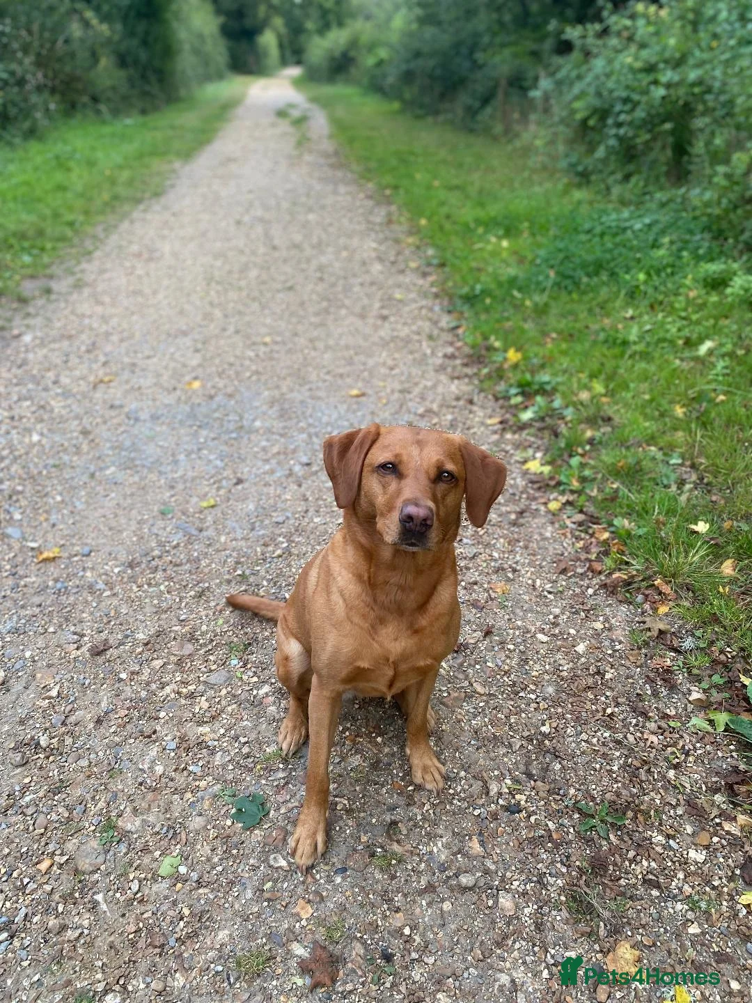 Labrador Retriever dogs for sale: 1 x Girl Fox Red Labrador Puppy - Advert 1