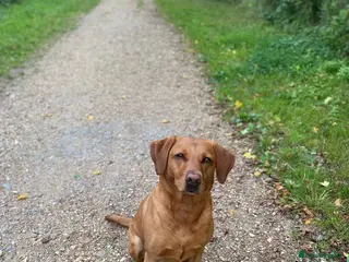 Labrador Retriever dogs 1 x Girl Fox Red Labrador Puppy - Advert 1