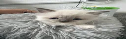 Ragdoll cats for sale: Kitten Ragdoll cat blue point  - Advert 5