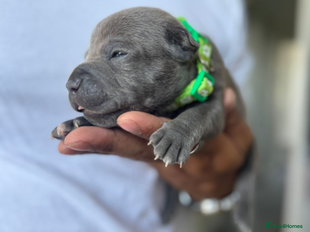 Staffordshire Bull Terrier dogs for sale: 😍😍 BEAUTIFUL & CHUNKY BLUES💙 - Image 19