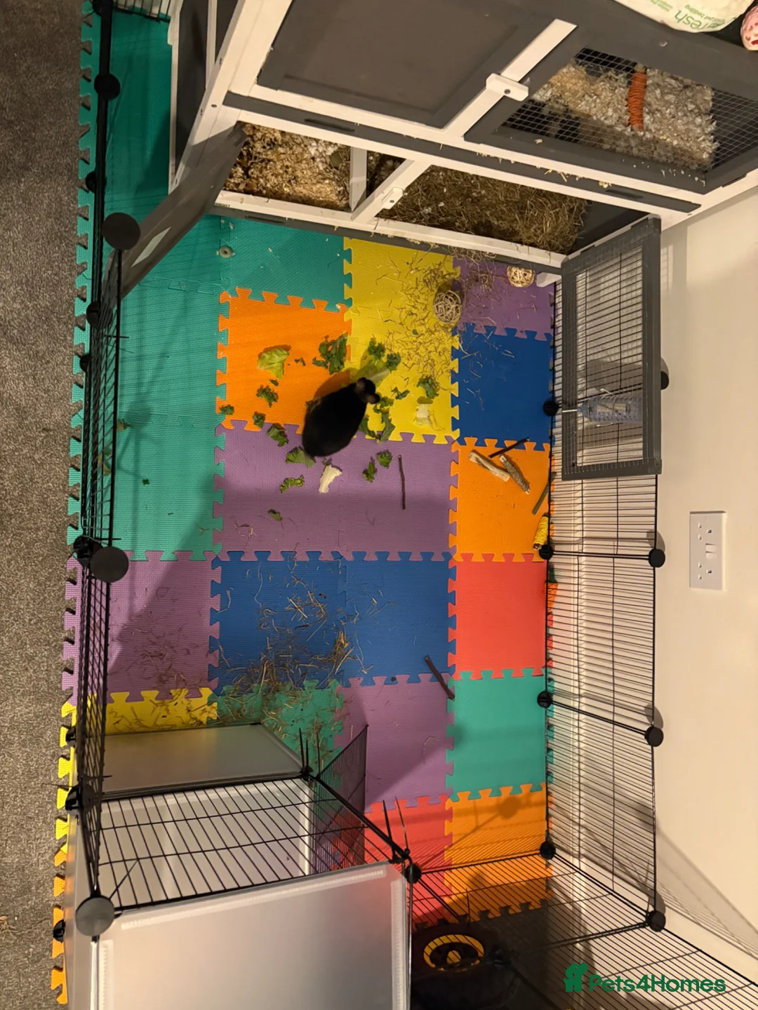 Netherland Dwarf rabbits for sale: Everything needed included  in Leighton Buzzard - Advert 1