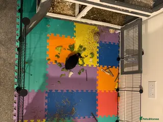 Netherland Dwarf rabbits Everything needed included - Advert 1