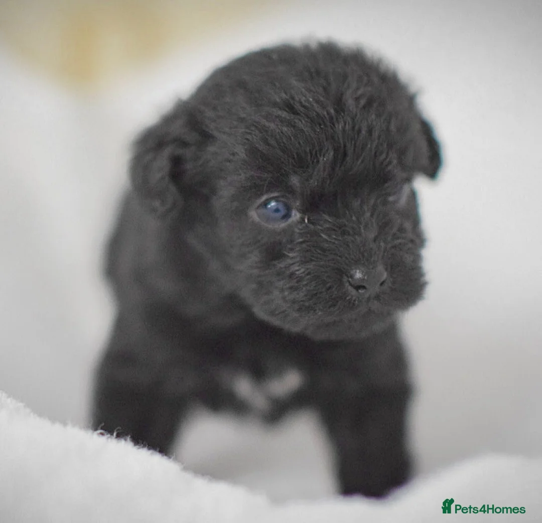 Mixed Breed dogs for sale: Patterpoo's - Advert 3