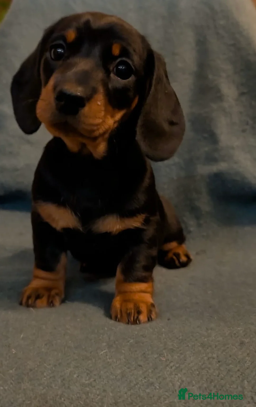 Miniature Dachshund dogs for sale: Beautiful miniature Dauchunds  - Advert 10