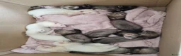 Ferret rodents for sale: Baby ferrets looking for forever home in Billingham - Advert 7