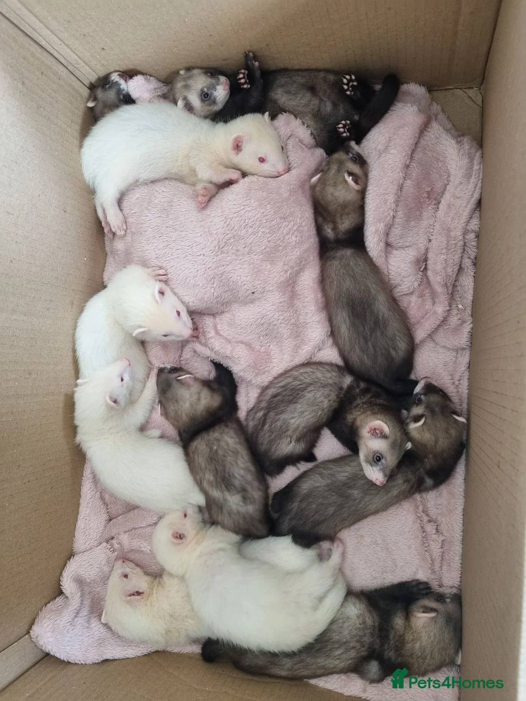 Ferret rodents for sale: Baby ferrets looking for forever home in Billingham - Advert 7