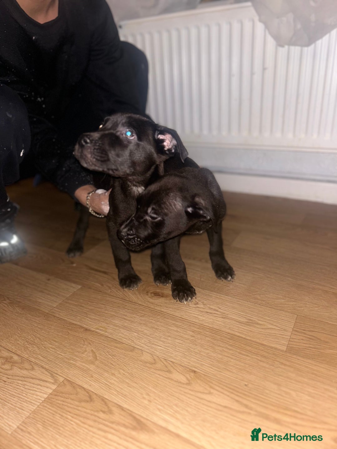 Mixed Breed dogs for sale: Staffy x German shepherd  - Advert 7