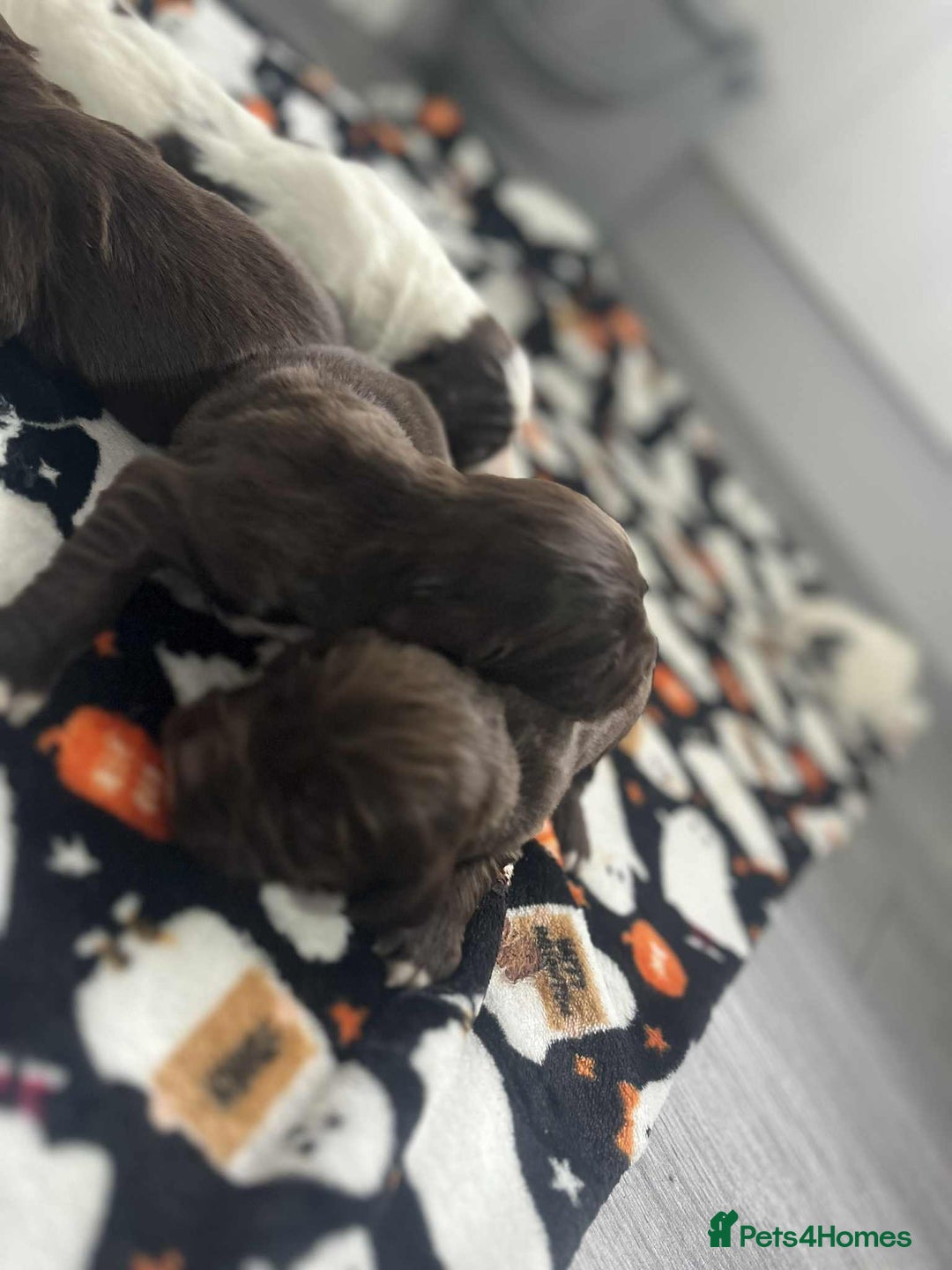 Cocker Spaniel dogs for sale: Cocker spaniel puppies 5 boys available  - Image 4