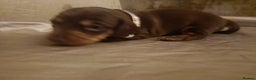 Miniature Dachshund dogs for sale: Chocolate mini dachshund - Advert 8
