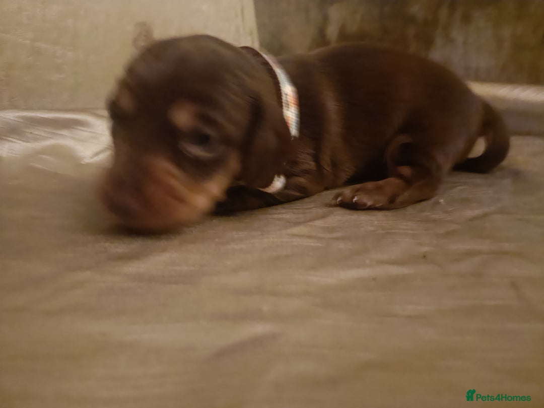 Miniature Dachshund dogs for sale: Chocolate mini dachshund - Advert 8