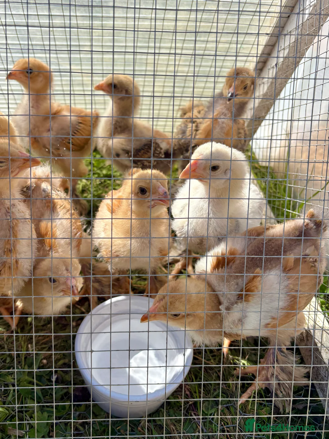 Chickens poultry for sale: Brahma Large Fowl Hatching Eggs - Advert 5