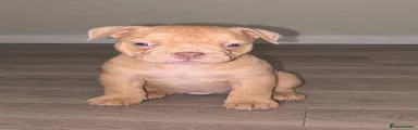 American Bully 3