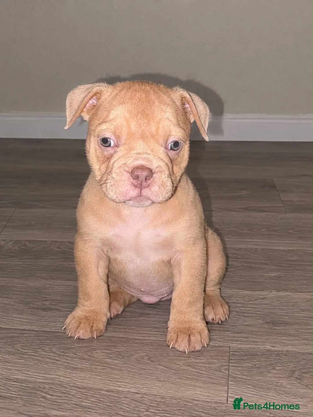 American Bully dogs for sale: Pocket Bully/Exotic Bully pups 🐶  in Cardiff - Advert 32