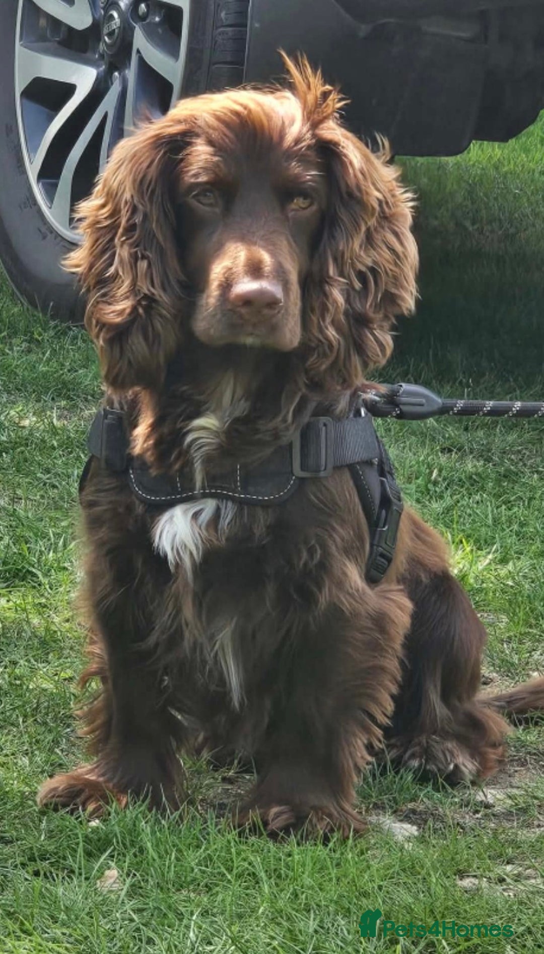 Cocker Spaniel dogs for sale: Litter of gorgeous cocker spaniel puppies  - Advert 15