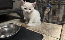 Mixed Breed cats for sale: Mixed Persian and Turkish Angora Kittens  - Image 10
