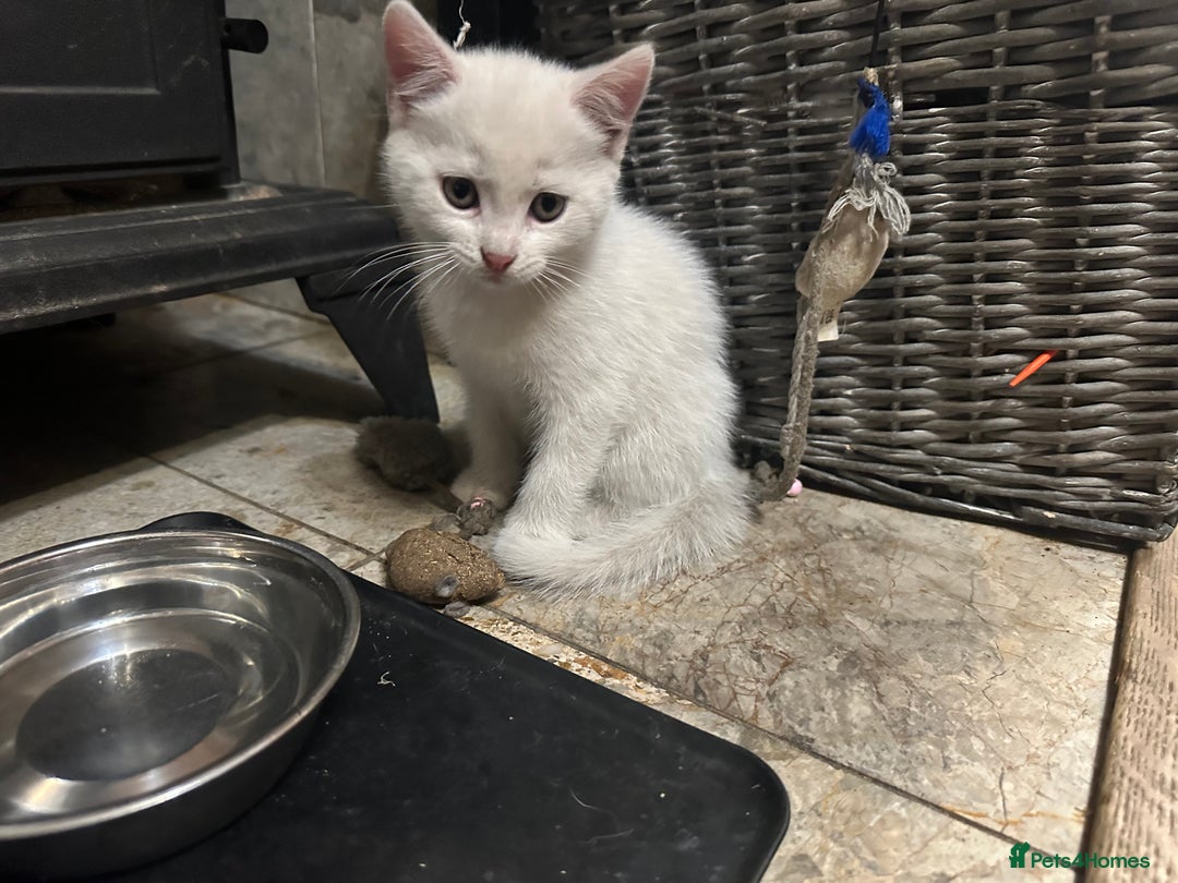 Mixed Breed cats for sale: Mixed Persian and Turkish Angora Kittens  - Image 10