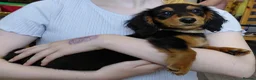 Miniature Dachshund dogs for sale: ✨️Beautiful Longhaired Minis✨️Lovely Temperments✨️ - Advert 20