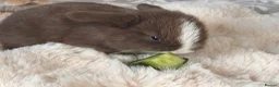Mini Lop rabbits for sale: Pure Mini Lop babies  - Advert 8