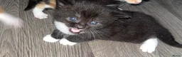 Mixed Breed cats for sale: Kittens - Advert 5