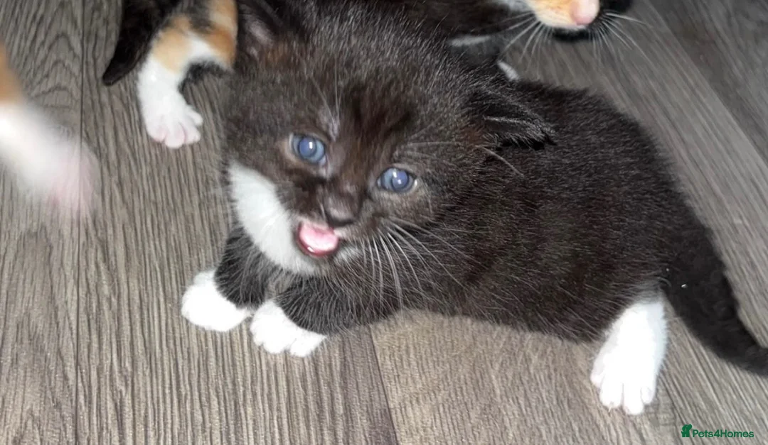 Mixed Breed cats for sale: Kittens - Advert 5