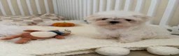 Maltese dogs for sale: 🐾 Beautiful Maltese puppies 🐾 - Advert 5