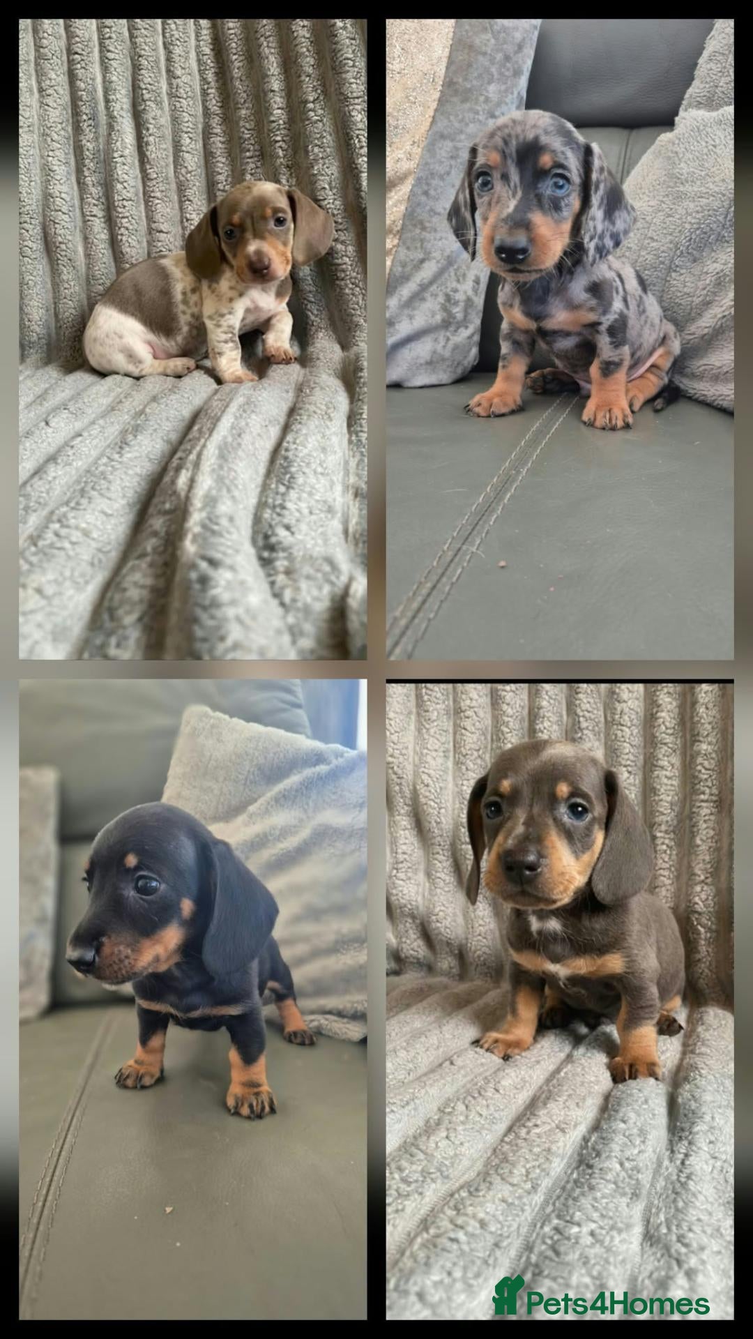 Miniature Dachshund dogs Dachshund pups - ready next week - Advert 2