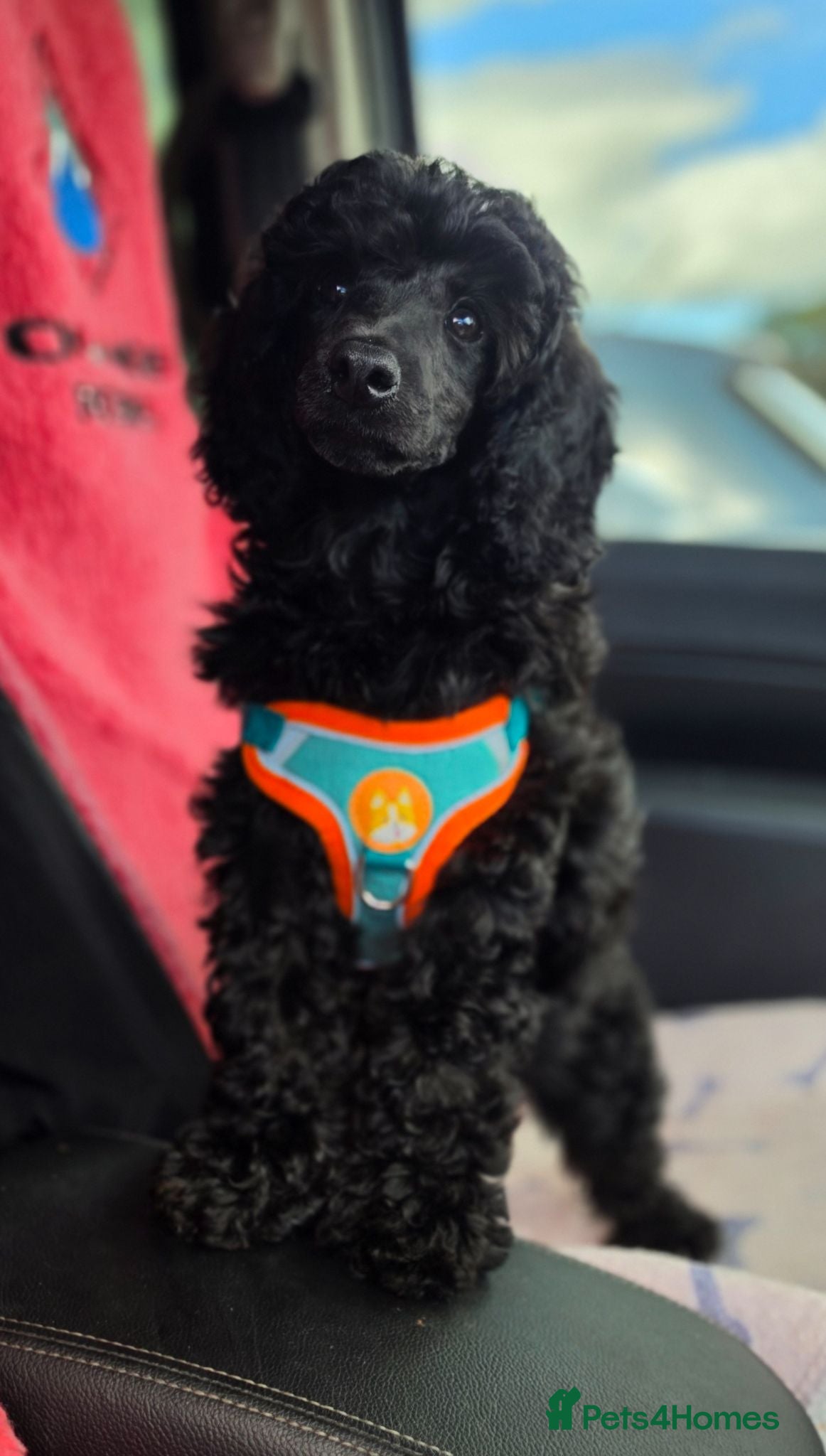 Miniature Poodle dogs Moyen poodle ready now 💙 - Advert 12