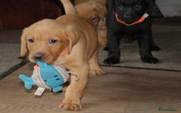 Labrador Retriever dogs for sale: Labrador Pupsfor Sale – Yellow, Chocolate, Black  - Image 36