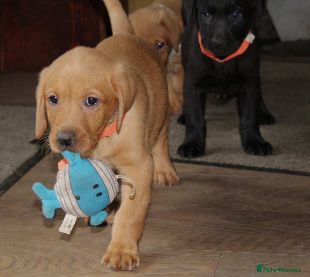 Labrador Retriever dogs for sale: Labrador Pupsfor Sale – Yellow, Chocolate, Black  - Image 36