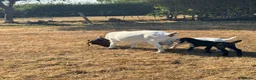 Goats livestock for sale: Anglo Nubian x Boer brother and sister kid goats  - Advert 3