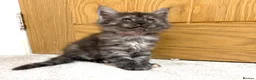 Maine Coon cats for sale: Stunning Fluffy Maine Coons - Advert 18